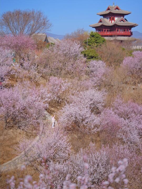 上春山，北京6️⃣个户外徒步赏花宝藏地❗️免费