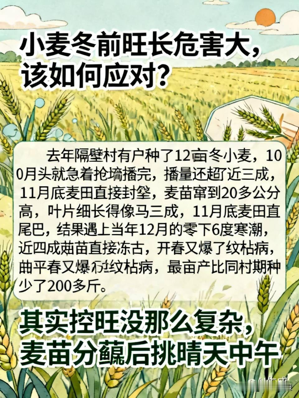 小麦冬前旺长危害大,该如何应对?种小麦的农户最近可得多去地里瞅两眼，冬前旺长的