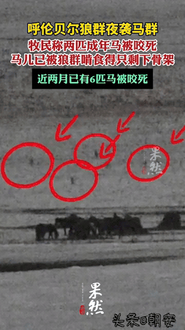 泪目！呼伦贝尔牧民一夜痛失200多只怀孕母羊，生态变好咋成了生计考验？