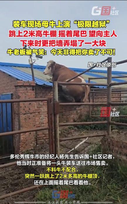 “离了个大谱！”8月29日，内蒙古，一男子打算将母牛装车拉到市场上售卖，没想到，