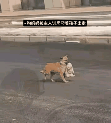 气性真大！被主人说两句，居然直接带着娃“离家出走”，这狗子也太有脾气了吧！