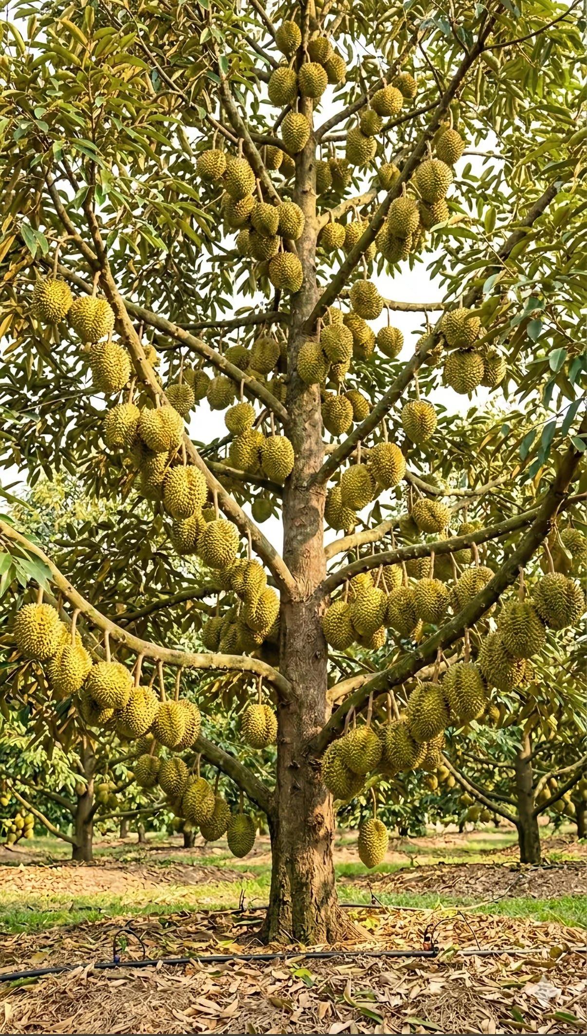 今天来讲一讲营养价值低且价格贵的五种水果：1、榴莲，榴莲的气味属于独一份，而且