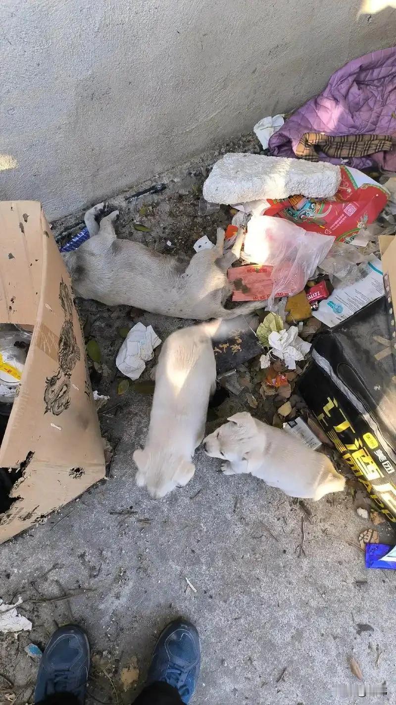 泪目了！一位老奶奶是靠拾荒为生的，虽然过得很艰辛，但却很有爱心，经常投喂流浪狗，