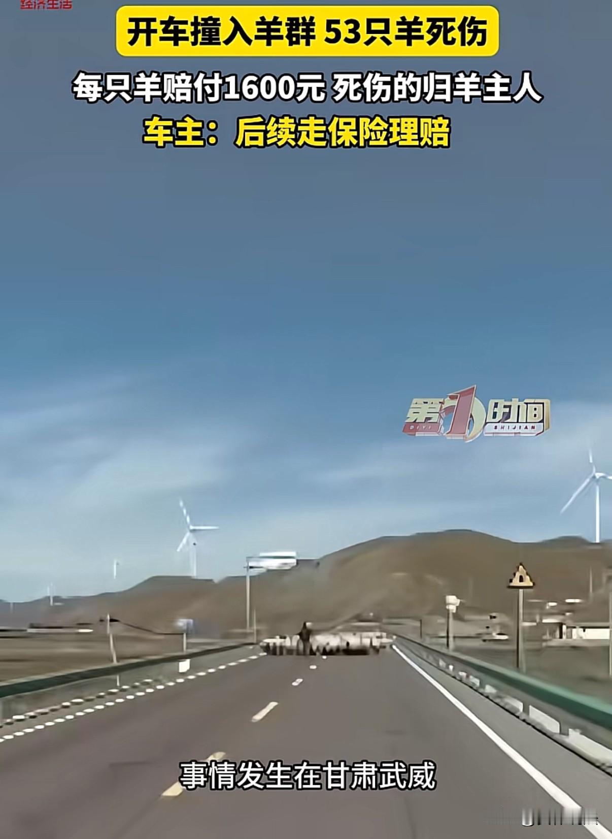 甘肃，男子开车分神，直接一口气撞死53只羊。羊主人心疼坏了，拦住男子不让男子走，