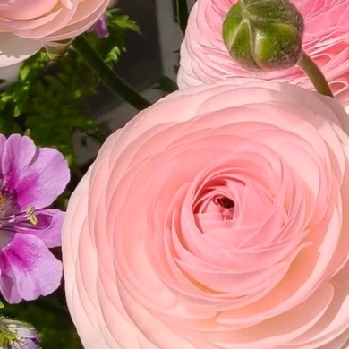 0000蝴蝶花毛茛种植1.光照条件：蝴蝶花毛茛是长日照植物，非常喜欢阳光。在春