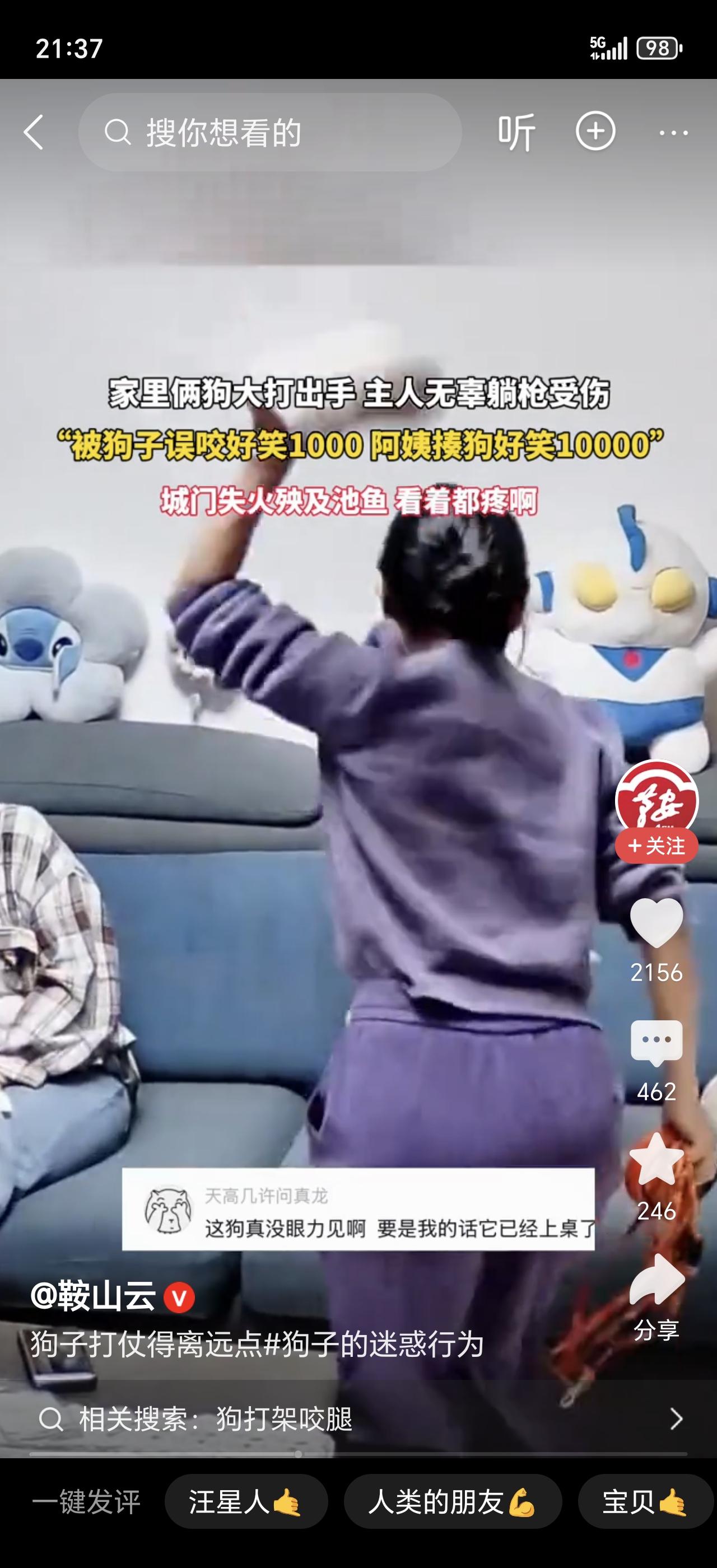 警惕！家里养两只狗的朋友注意了！这俩毛孩子打架，主人真能“躺枪”到进医院！事