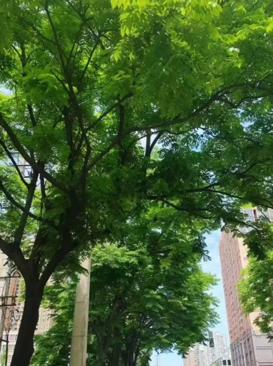 初夏，绿荫蔽日，清凉一夏！