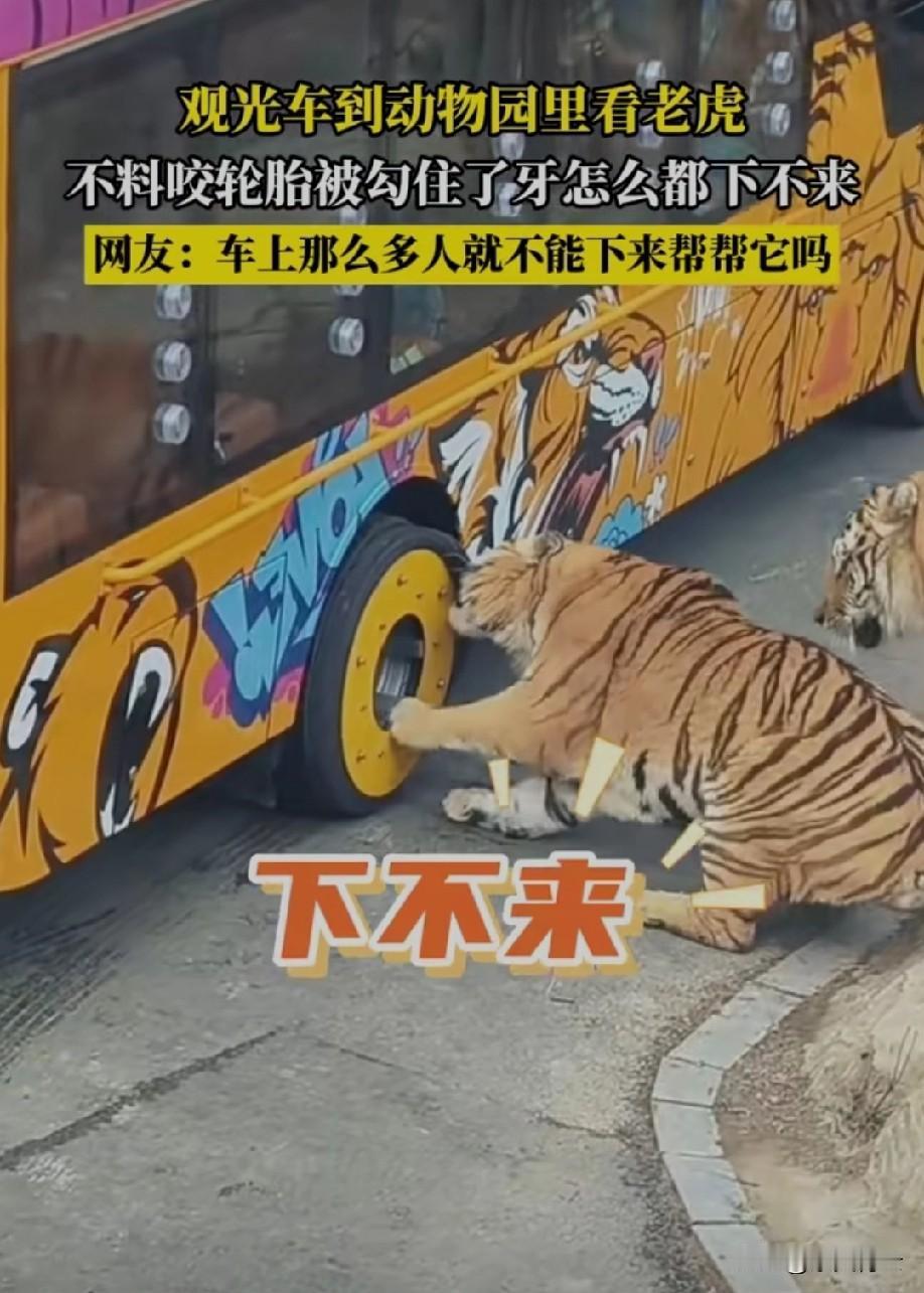 这老虎也太好玩了曾经的森林之王，也败在了车轮下！