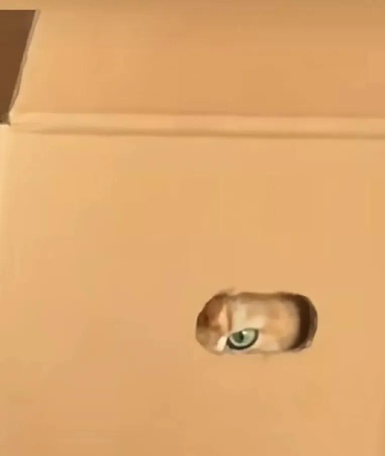 我家的猫咪打碎了一只杯子，批评了它几句后，它竟然不见了，难道这家伙赌气离家出走了