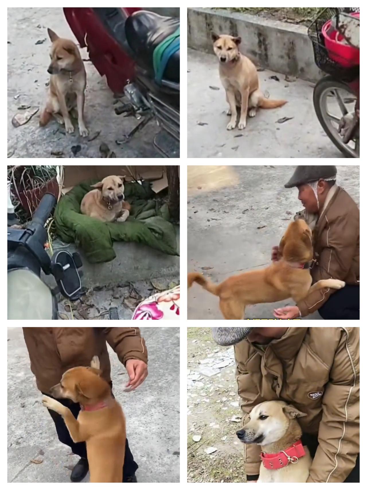 这就是养宠物的意义吧！四川绵阳，男子骑摩托车下山时摔倒被送进医院，跟家里打电话汇