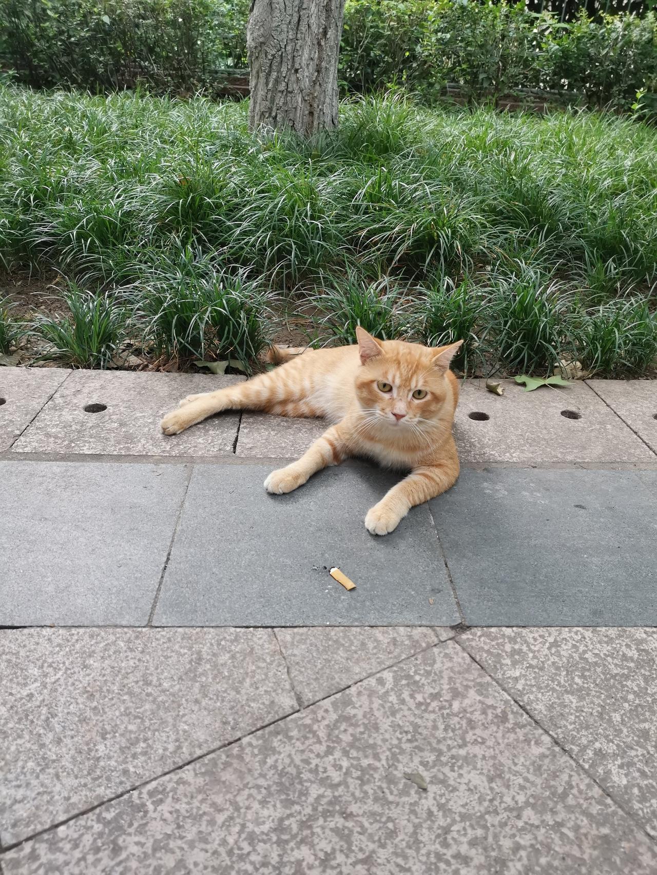 楼下又多了几只流浪猫，仔细一看，还是品种猫，这年头，品种猫的日子也不好过了，不知