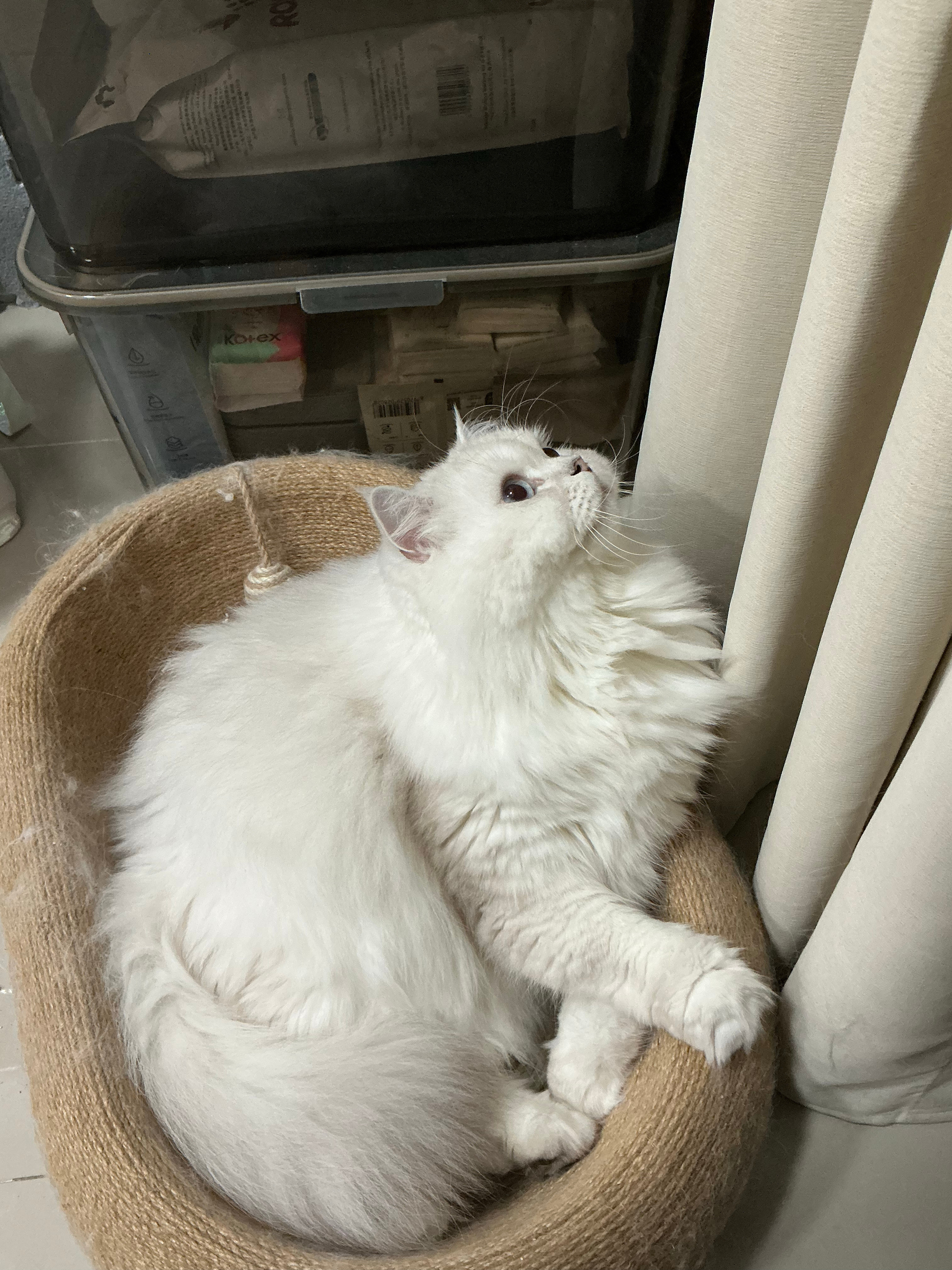 小猫咪你萌​​​