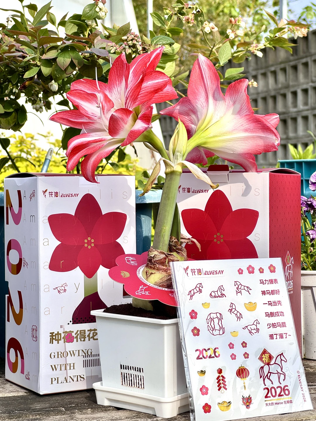 2026年就种它！种朱顶红，今年注定红