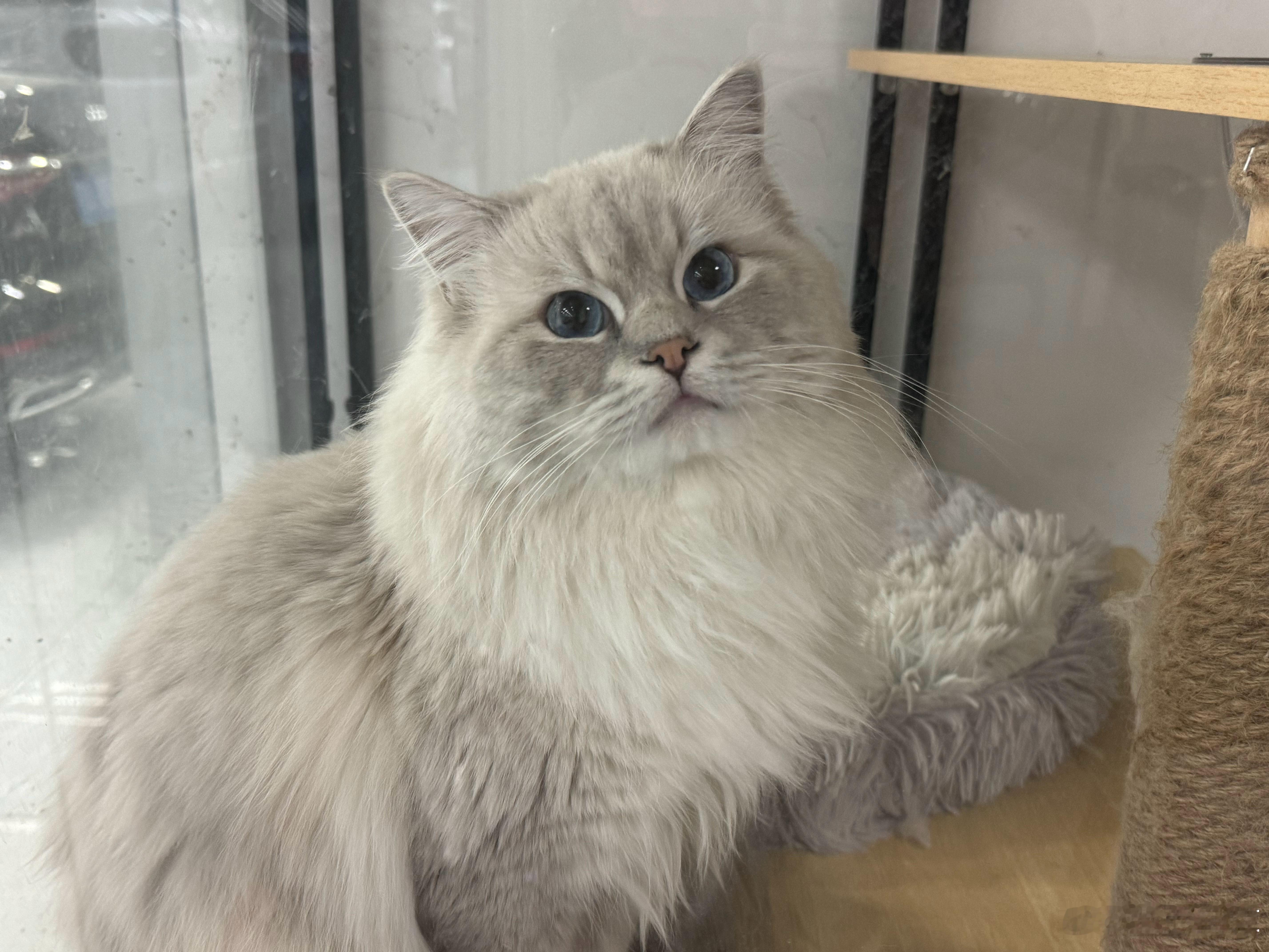 这傻猫把猫粮吃完了一个月吃一大包我前天下单的还没到货现在等快递师傅送上门