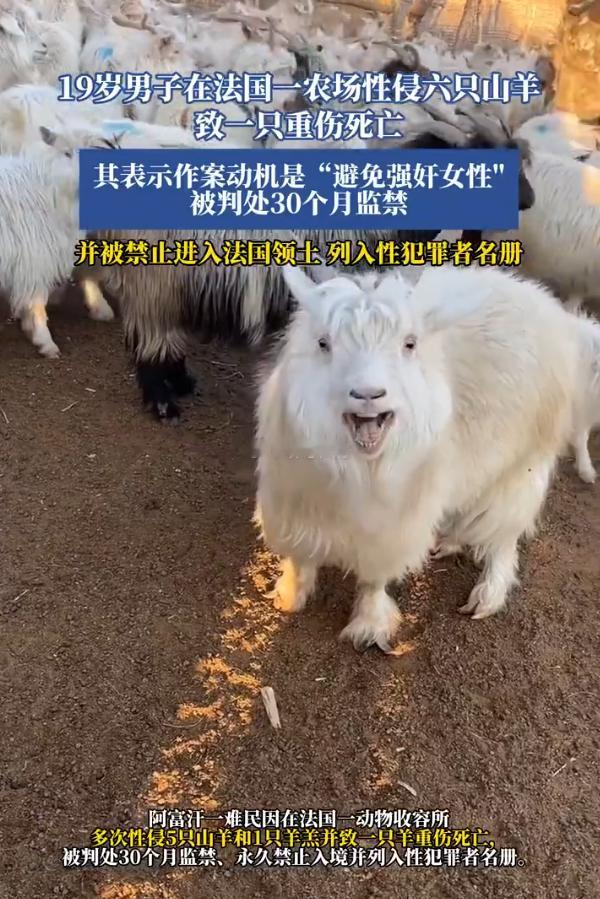 法国少年性侵5只山羊一只羊羔法国普罗旺斯地区艾克斯法院近日对一起动物虐待案作出