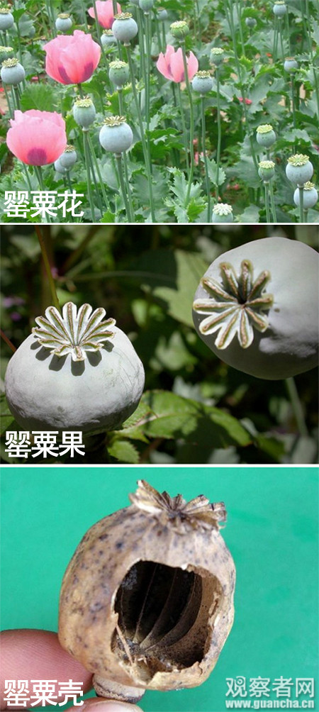罂粟只开一朵花,罂粟果的最主要特征是"头顶菊花",是不是很好分辨?