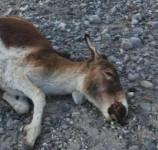 捡的也违法！2022年，西藏男子割一条驴鞭卖2300，专家鉴定价值60万谁能想