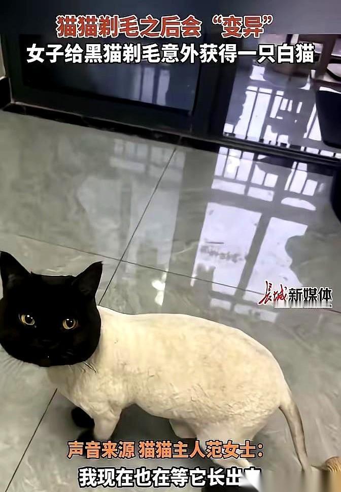 杭州一个姑娘因为受不了家里黑猫掉毛，抓起推子就把猫给剃秃了。结果推子一响，黑