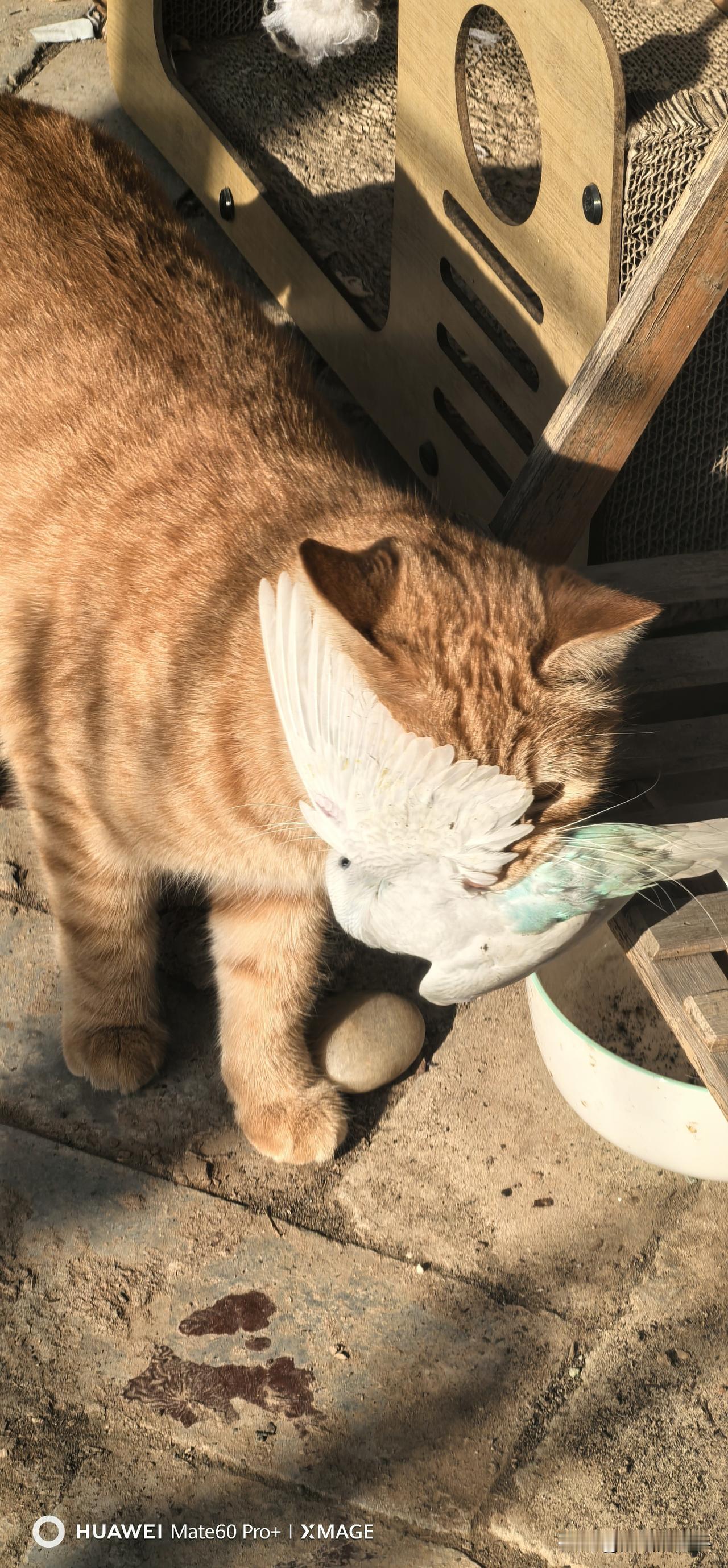 有没有一张随手拍是你的满意之作看看橘右京今天的收获，是一只白色的小鹦鹉，不知道是