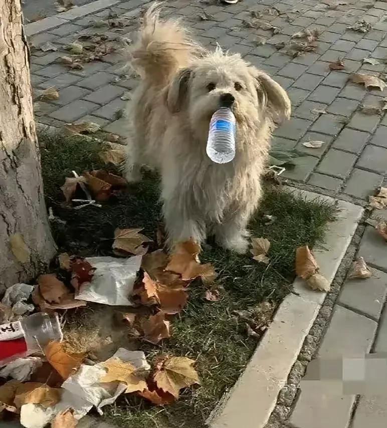 保洁阿姨打扫马路的时候，经常把自己吃的饭分一部分给一只流浪狗。狗狗吃饱了就在阿姨
