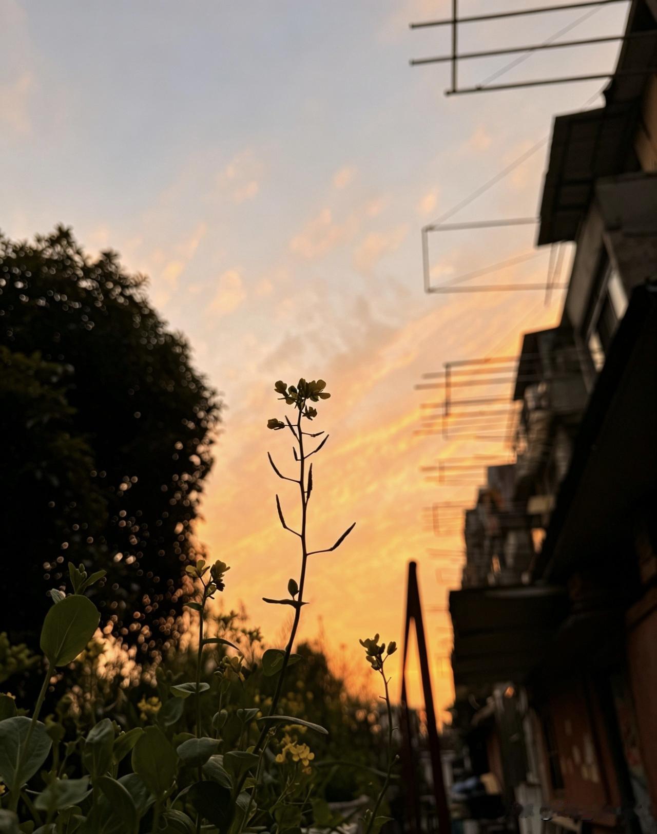 田野风景随手拍