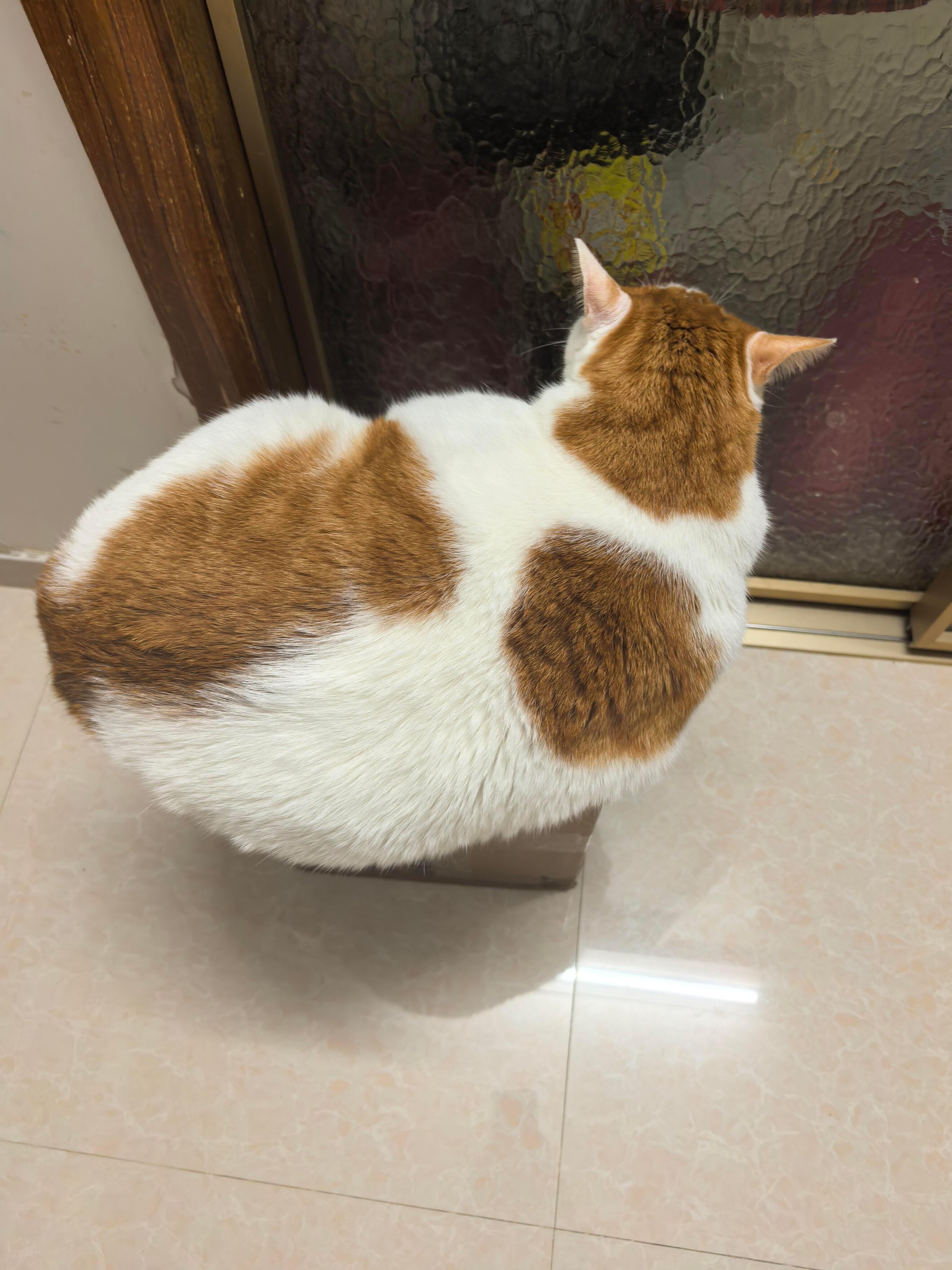 告诉俺娘俺不是孬种俺是肥猫猫动物奇遇记
