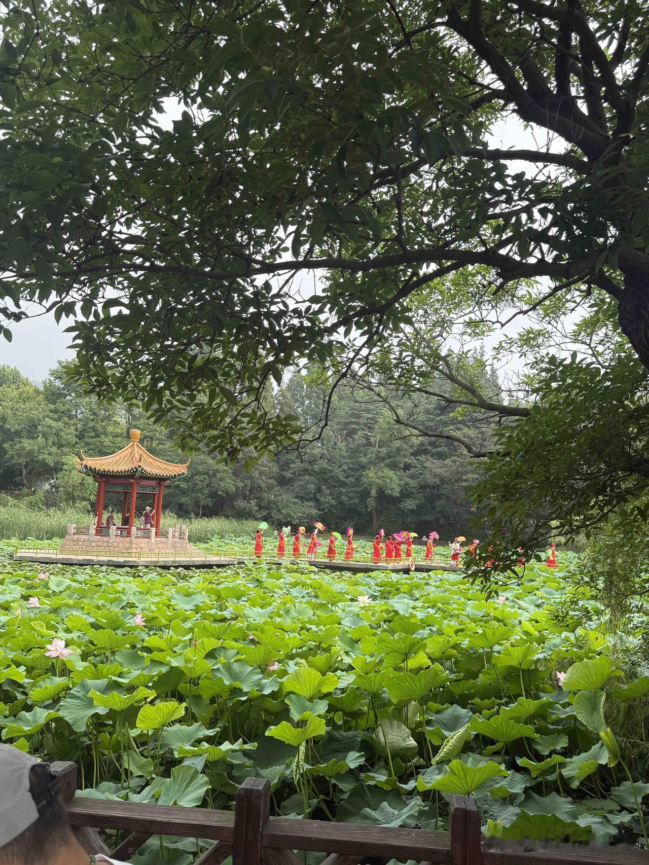 晒图笔记大赛我昨天去青岛中山公园打卡了，正好一周没去了，今年天气不错不太热到现在