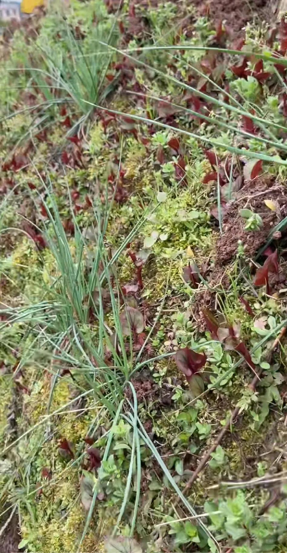 上周末逛桂林的黑山市场，发现有人卖野生的折耳根，当时就很惊讶，因为以前在桂林的野