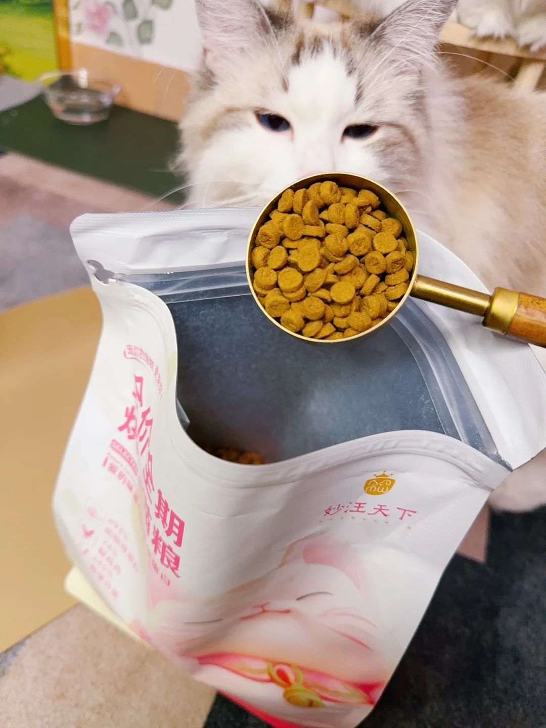 喵～开袋肉香四溢的猫豆子