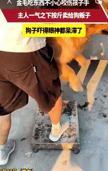 秤盘猛地一沉，狗贩子抬头报了个数字。那只金毛，前一秒还是趴在沙发上的家人，下一