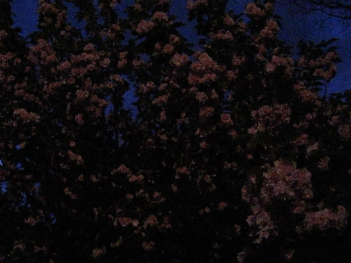 如果忧郁是一种天分