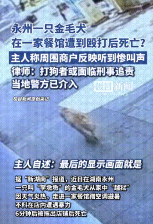 🌞“不倒闭没天理！”湖南，一只金毛犬从家中偷跑出，因为天炎热进入一家餐馆避