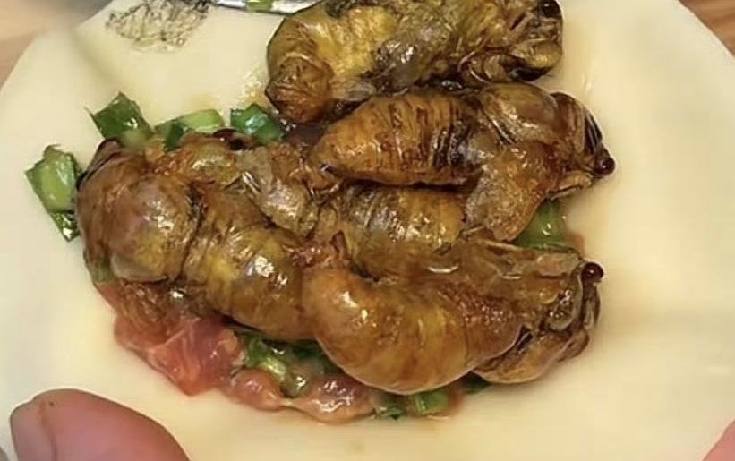 包蝉饺子🥟