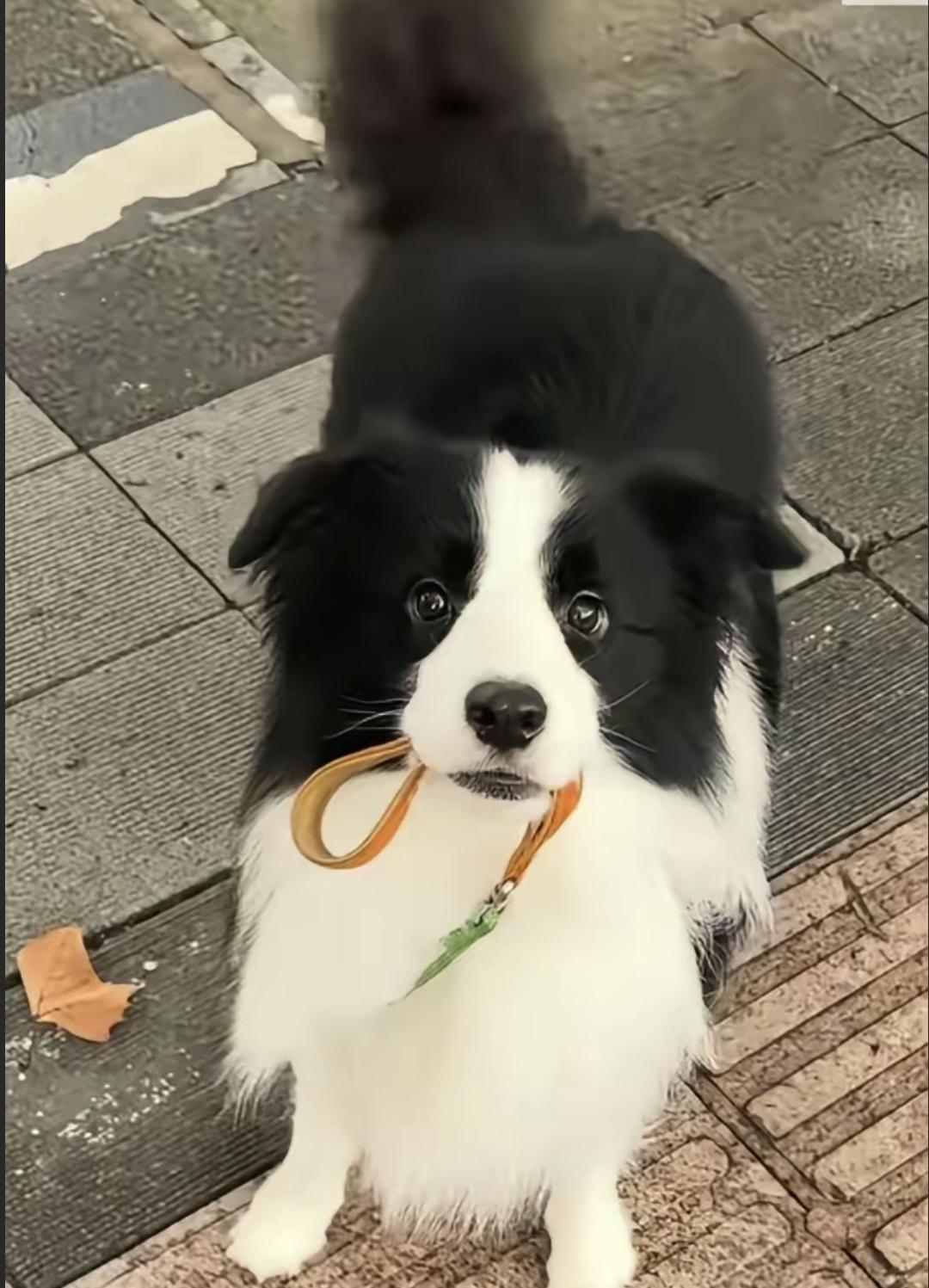 狗绳一松，主人走开，狗自己把绳子递给了陌生人。这事听着离谱，但就在上周六，我在小