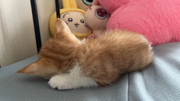 小猫每晚都要粘着睡觉怎么办