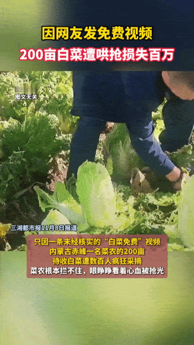 赤峰200亩大白菜喜获丰收，却遭村民哄抢一空！损失谁来买单？近日，赤峰市种