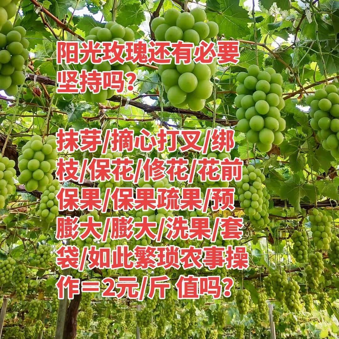 今年疏果集中，疏果难，价格又高，种植户真的不容易！葡萄种植葡萄