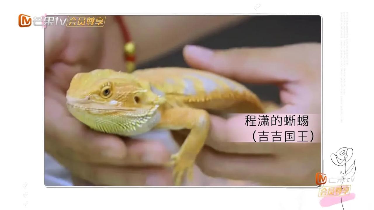 程潇，超爱养动物程潇说:“我养了三只猫一只狗，之前还养了四只蜥蜴。”程潇非