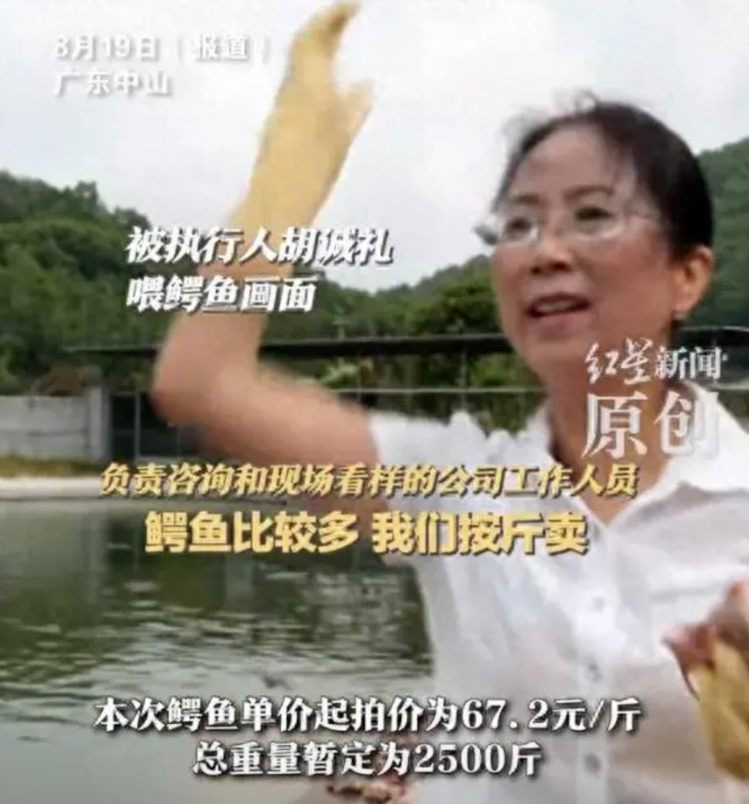 “有点离谱了！”广东中山，一女子因拖欠工程款不还，手里饲养的2500斤鳄鱼被安排