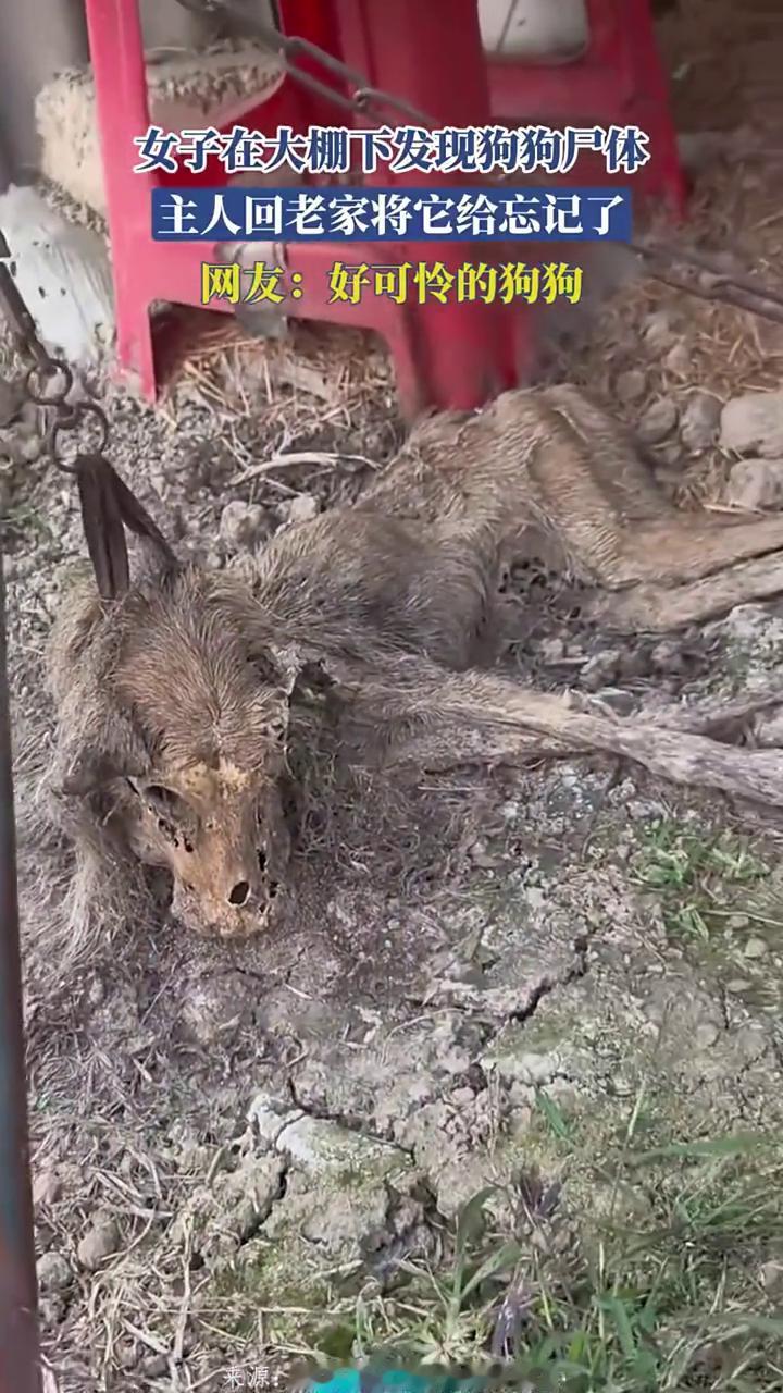 女子在大棚下发现狗狗尸体，主人回老家将它给忘记了。网友：好可怜的狗狗。来源：都
