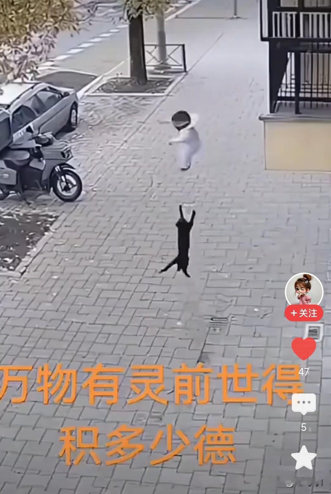 这个猫孩子立大功了，猫咪在外面玩耍，看见高空掉下一个孩子，懂事的猫咪去接从楼上掉