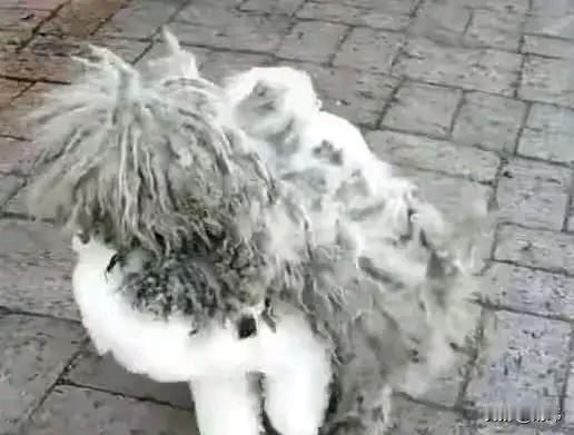 一位小姐姐之前收养了一只小奶狗，在她的悉心照料下，狗狗渐渐长大了，颜值非常高，雪