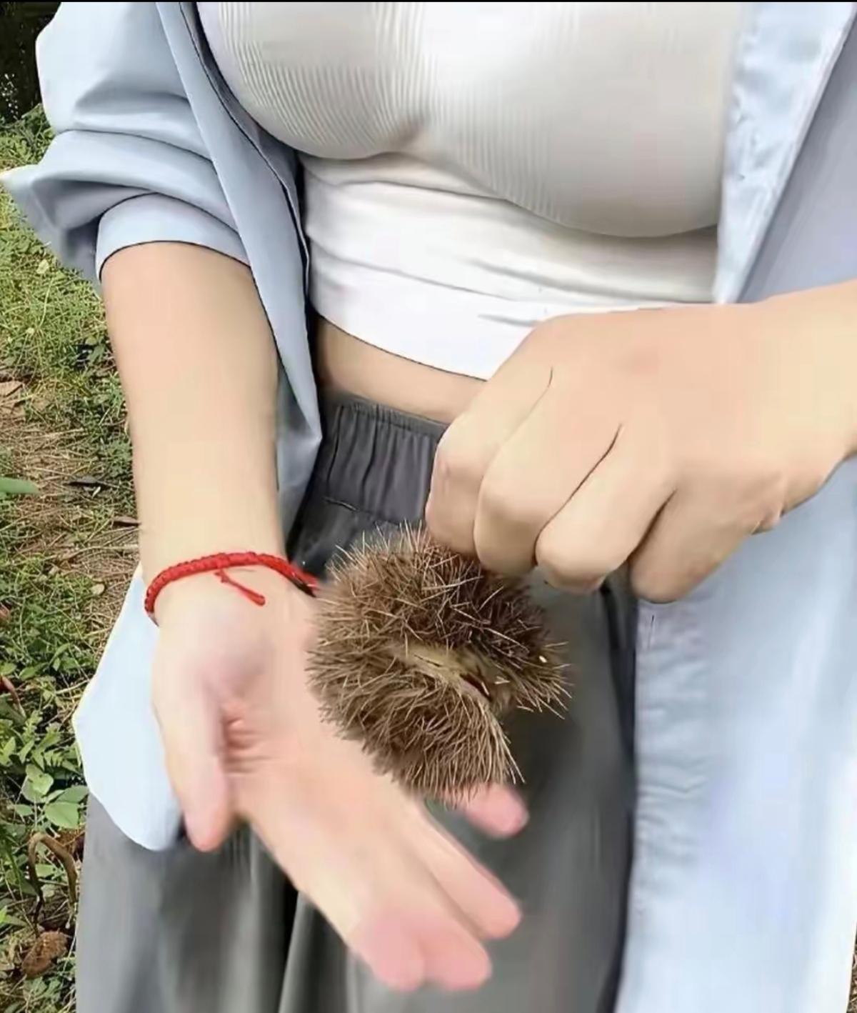 相信有很多人不认识手上的是什么？但它的果实大家都吃过。