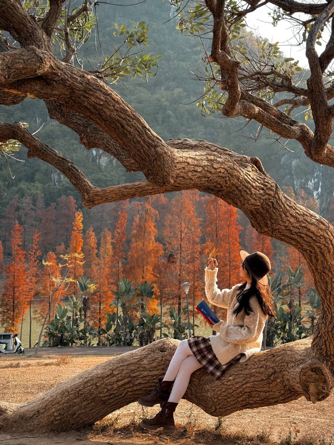 因为一棵树，爱上一座城…肇庆冬天真的很浪漫