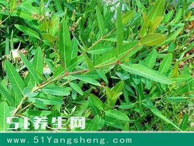 罗布麻长得像草一样, 却能平稳血糖