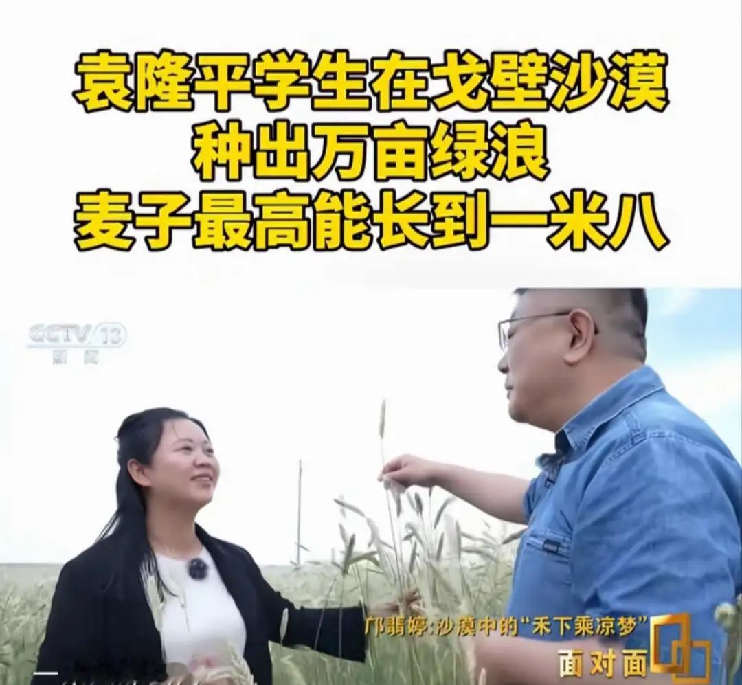 袁隆平学生种出一人高的小麦走进塔克拉玛干沙漠边缘的盐碱地，眼前的景象彻底打