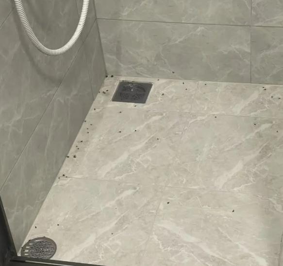 邻居王姨最近愁坏了——卫生间里突然冒出一群小黑虫，趴在墙上、飞进毛巾里，打不死赶