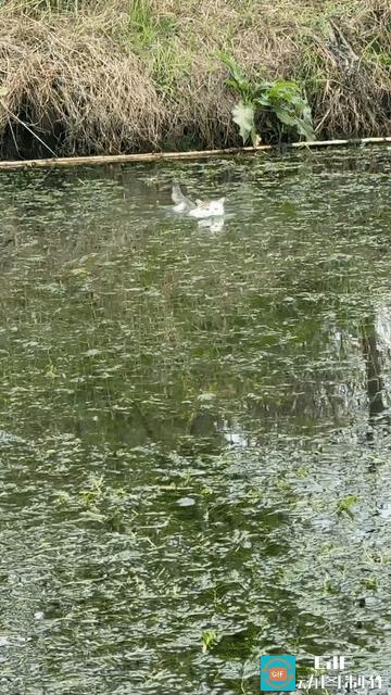 “太出乎意料了”近日江苏一男子在河对岸喊自己养的猫咪回家吃饭，猫咪直接下水游了过