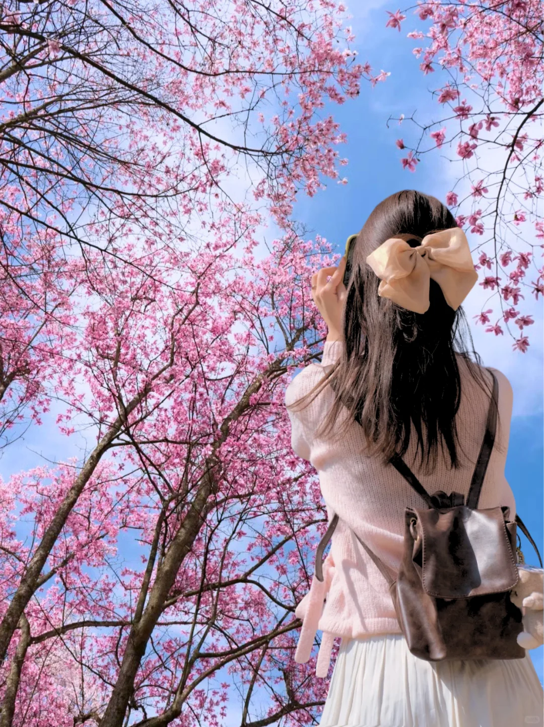 愿意和我一起去藏王寨去看辛夷花吗?