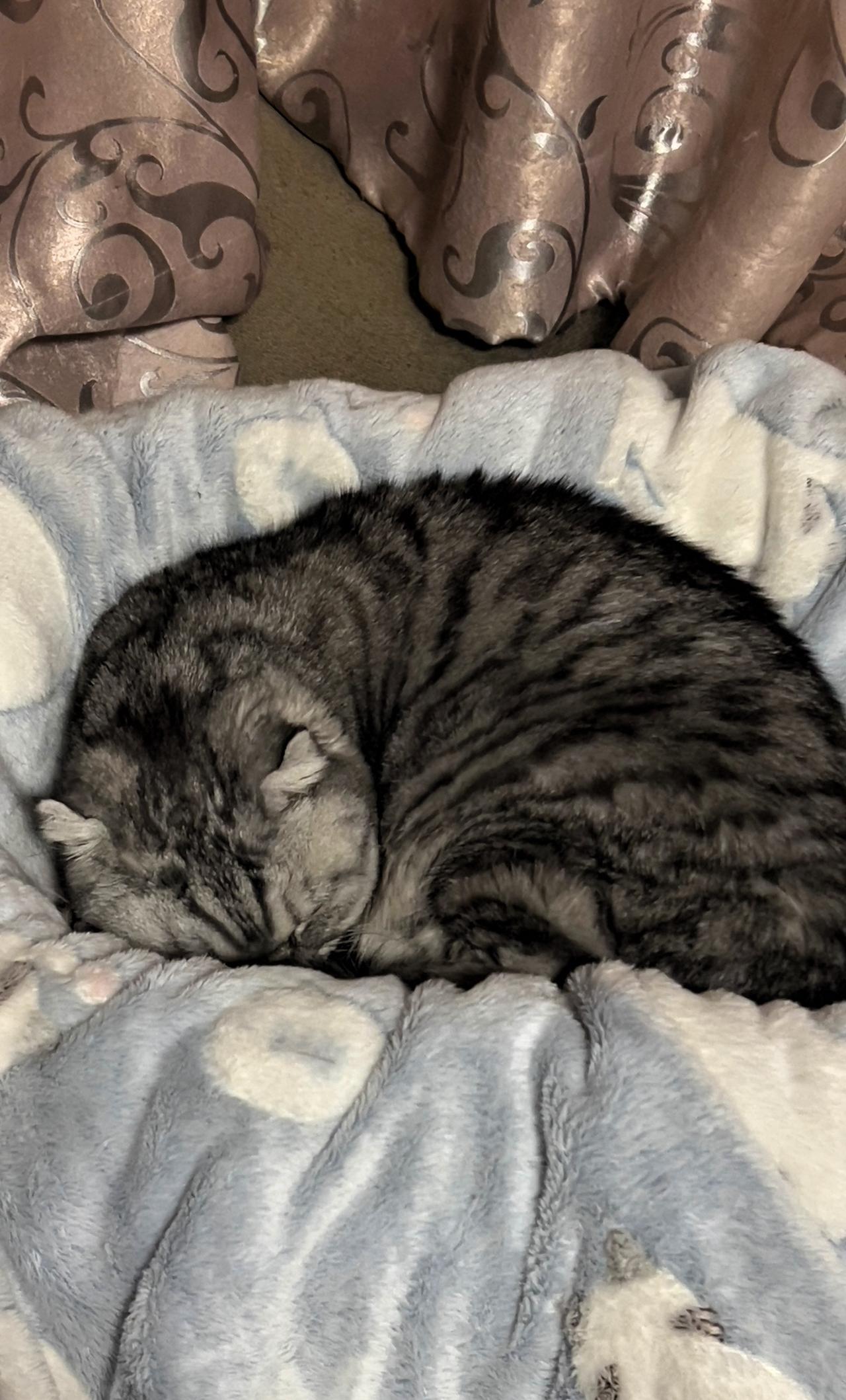 【原创】酣睡的小猫咪